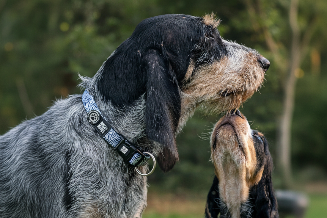 Correas y accesorios de paseo para perros