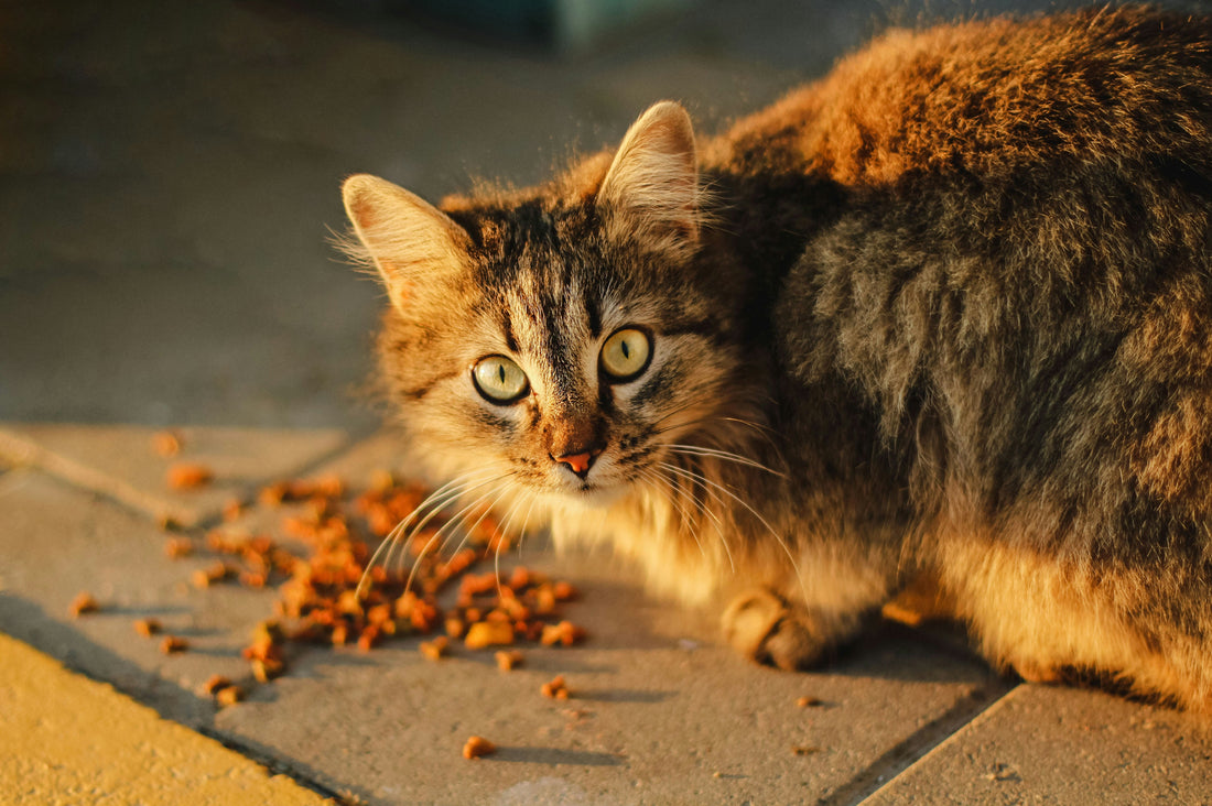 Alimentación del gato esterilizado: qué cambia y qué pienso necesita