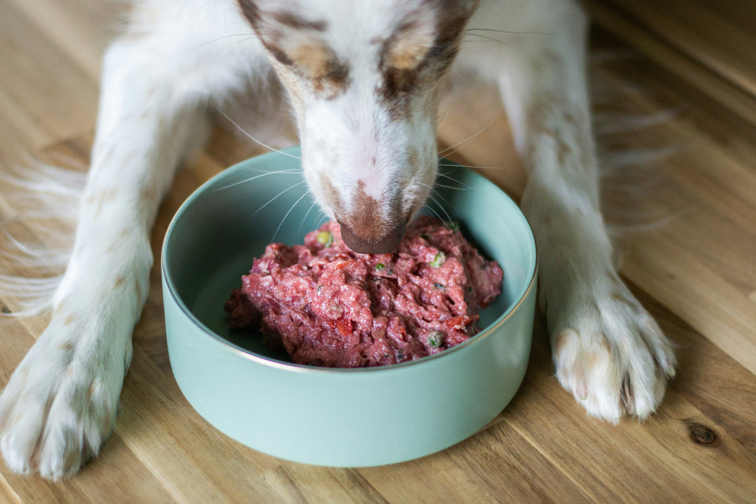 Dieta BARF para perros: qué es, beneficios, riesgos y cómo empezar con seguridad