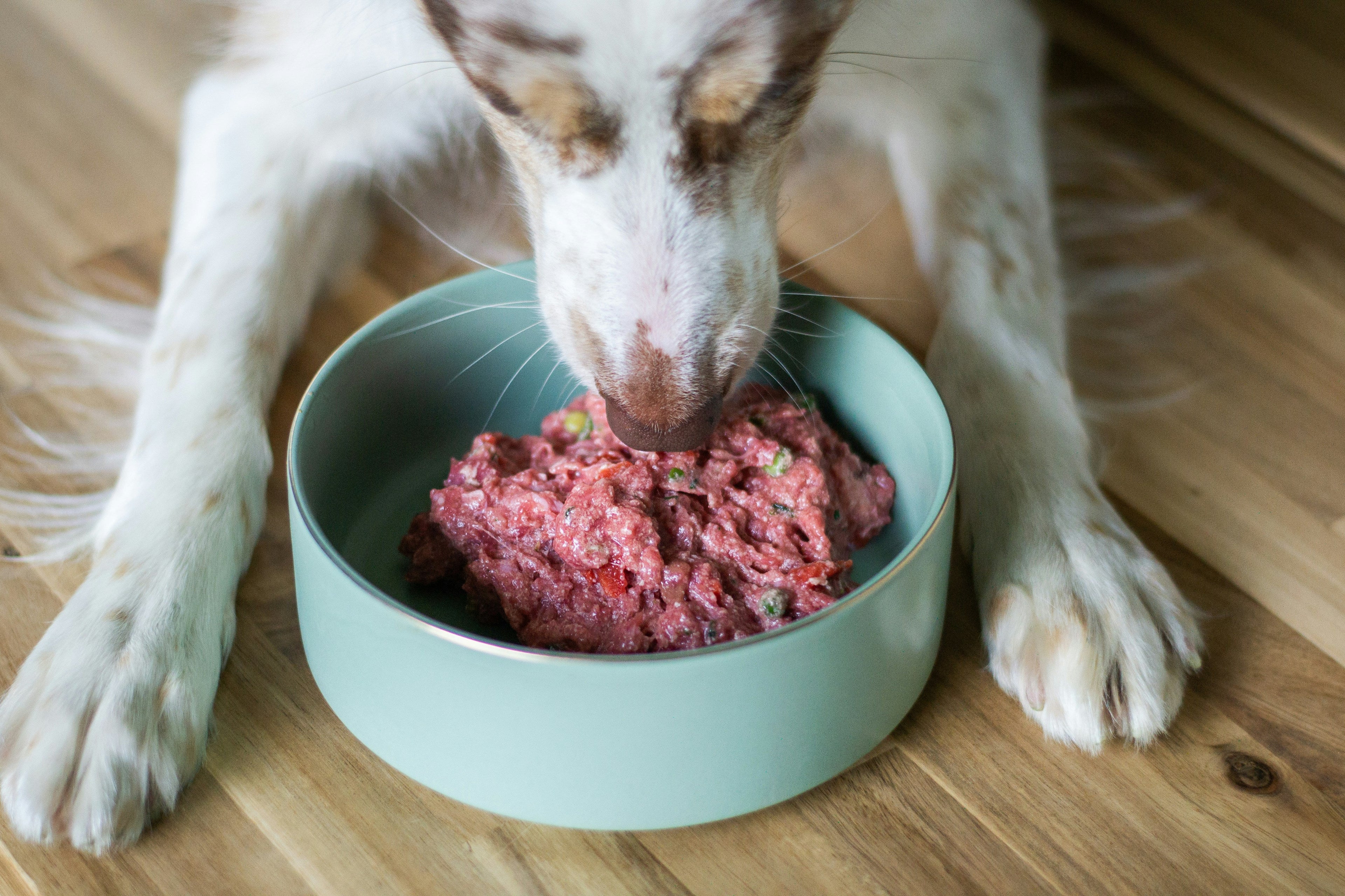 Dieta BARF para perros: qué es, beneficios, riesgos y cómo empezar con seguridad