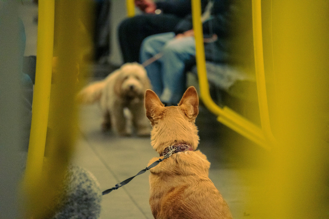 Renfe da luz verde: los perros grandes ya pueden viajar en tren junto a sus dueños