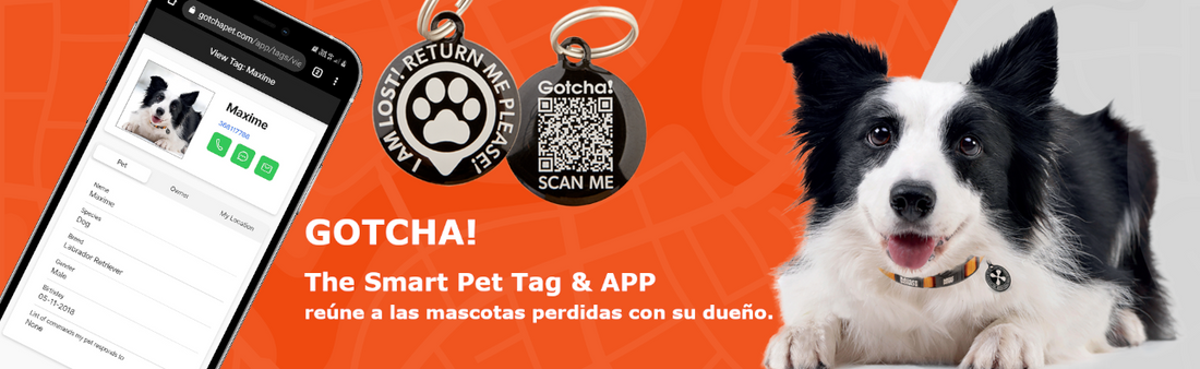 Smart ID GOTCHA!: la tranquilidad de saber que tu mascota siempre puede volver a casa