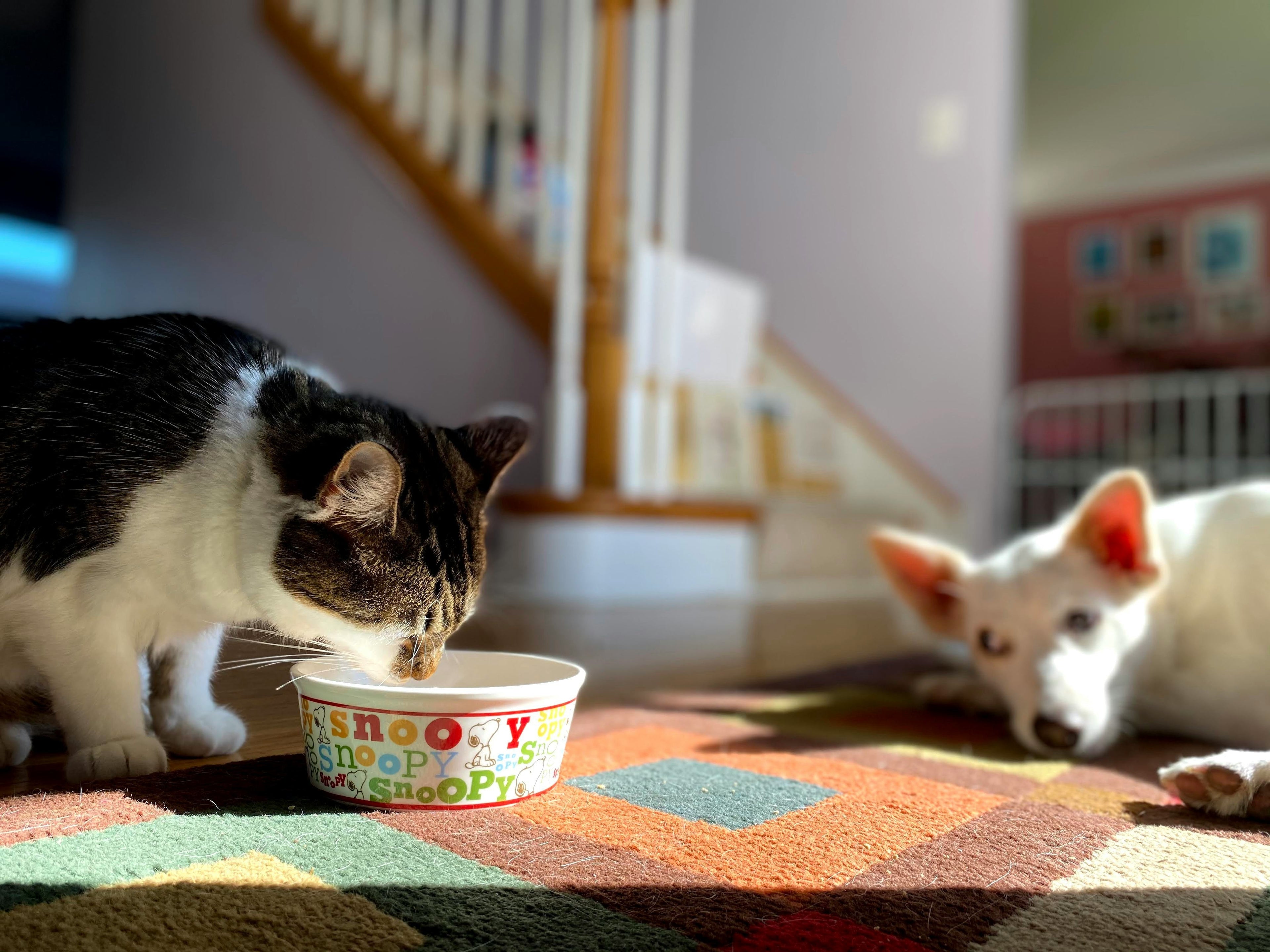 "Cómo leer la etiqueta del pienso para perros y gatos"