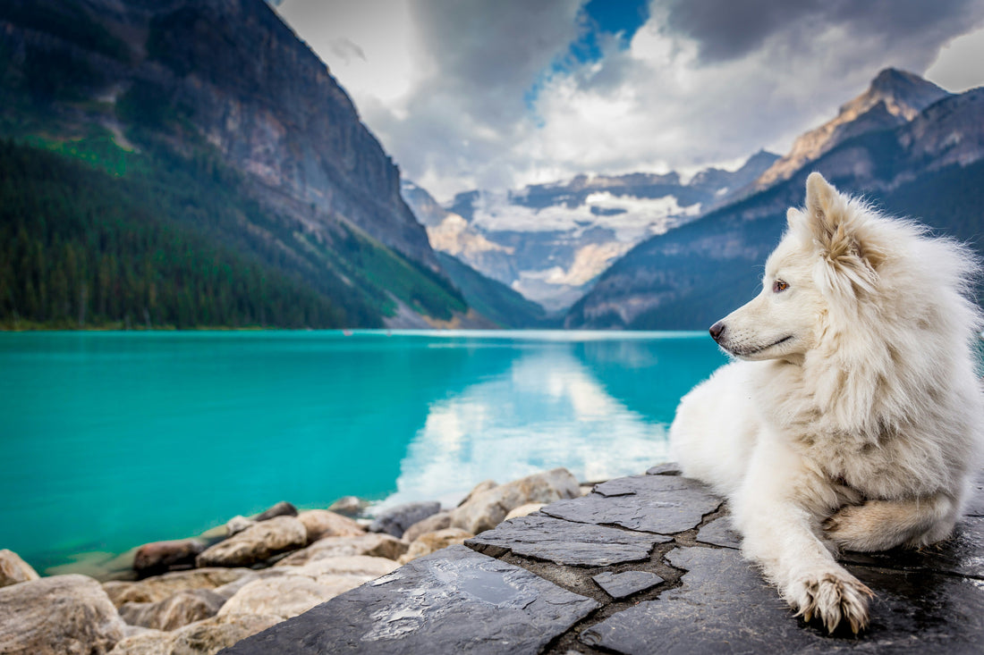 Viajar por Europa con tu perro o gato: todo lo que necesitas saber en 2026