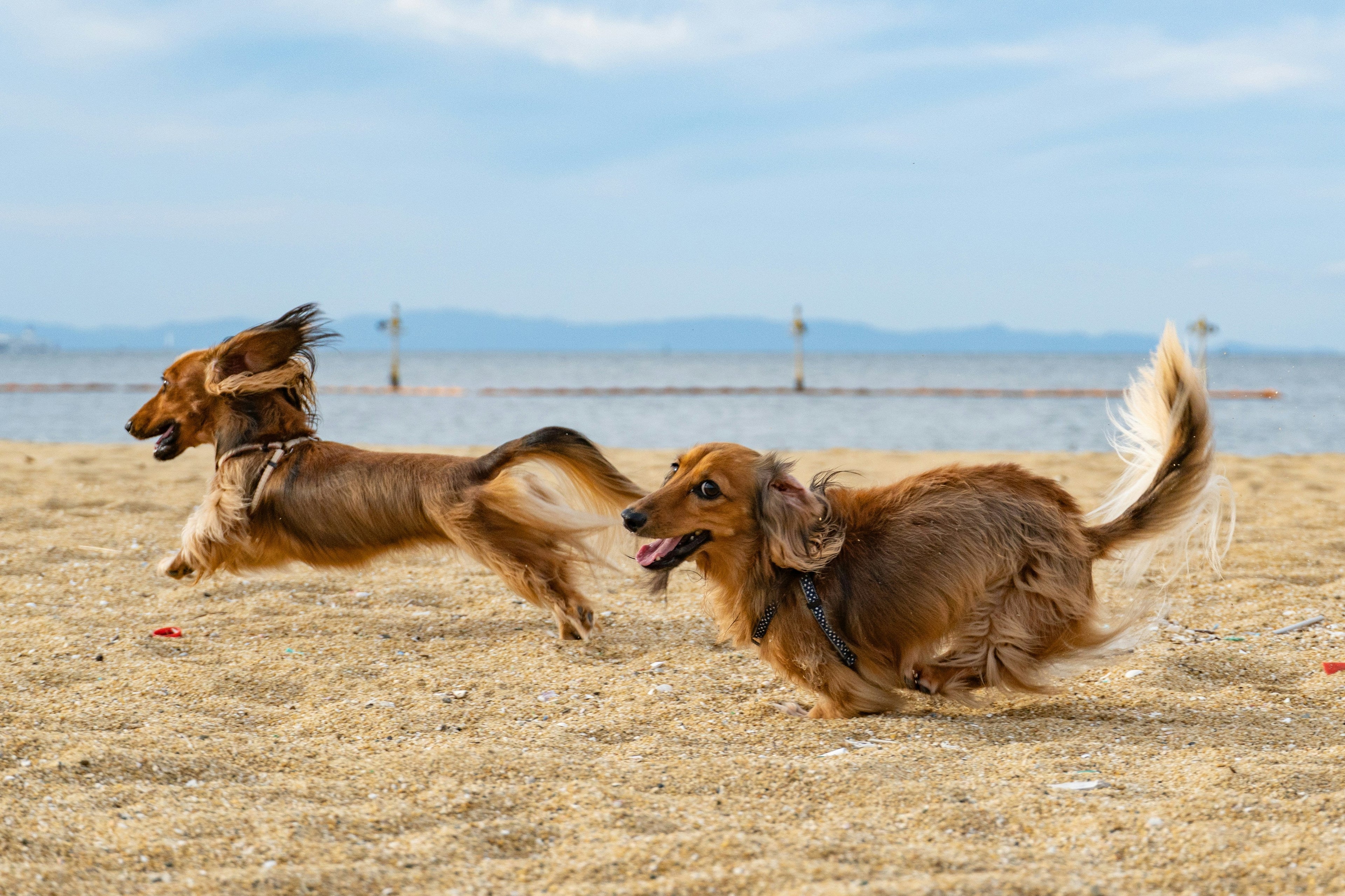 ¿Puedo llevar a mi perro a la playa este verano? Spoiler: depende (y mucho)