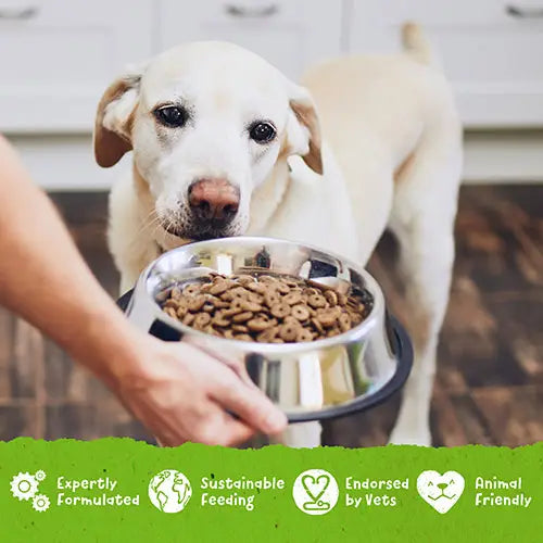 Pienso vegano original Benevo para perros adultos