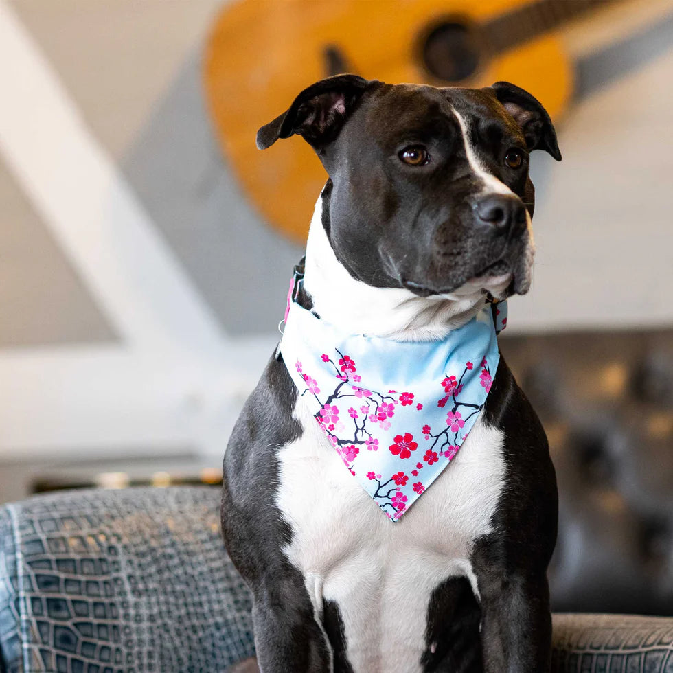 Bandana Cherry Bloom para perros Max & Molly