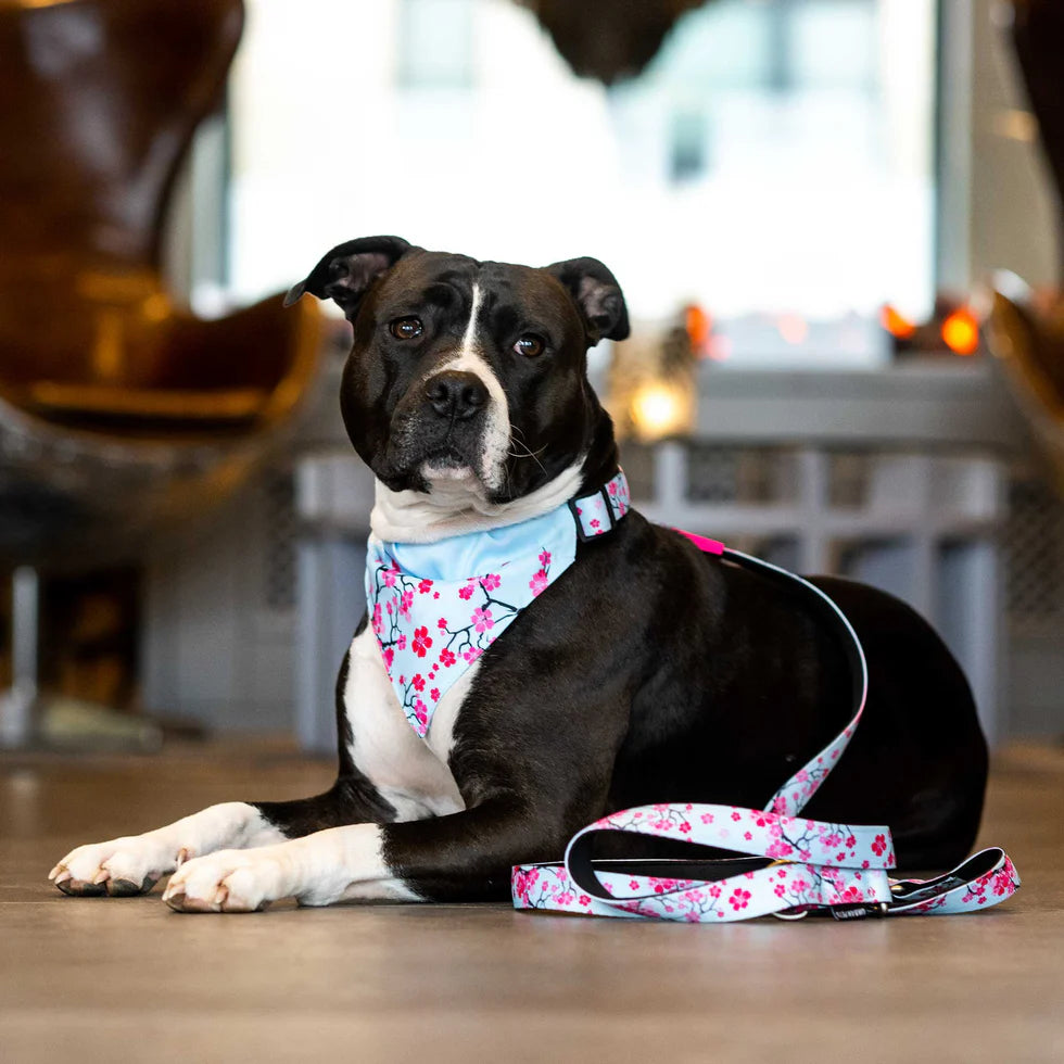 Bandana Cherry Bloom para perros Max & Molly