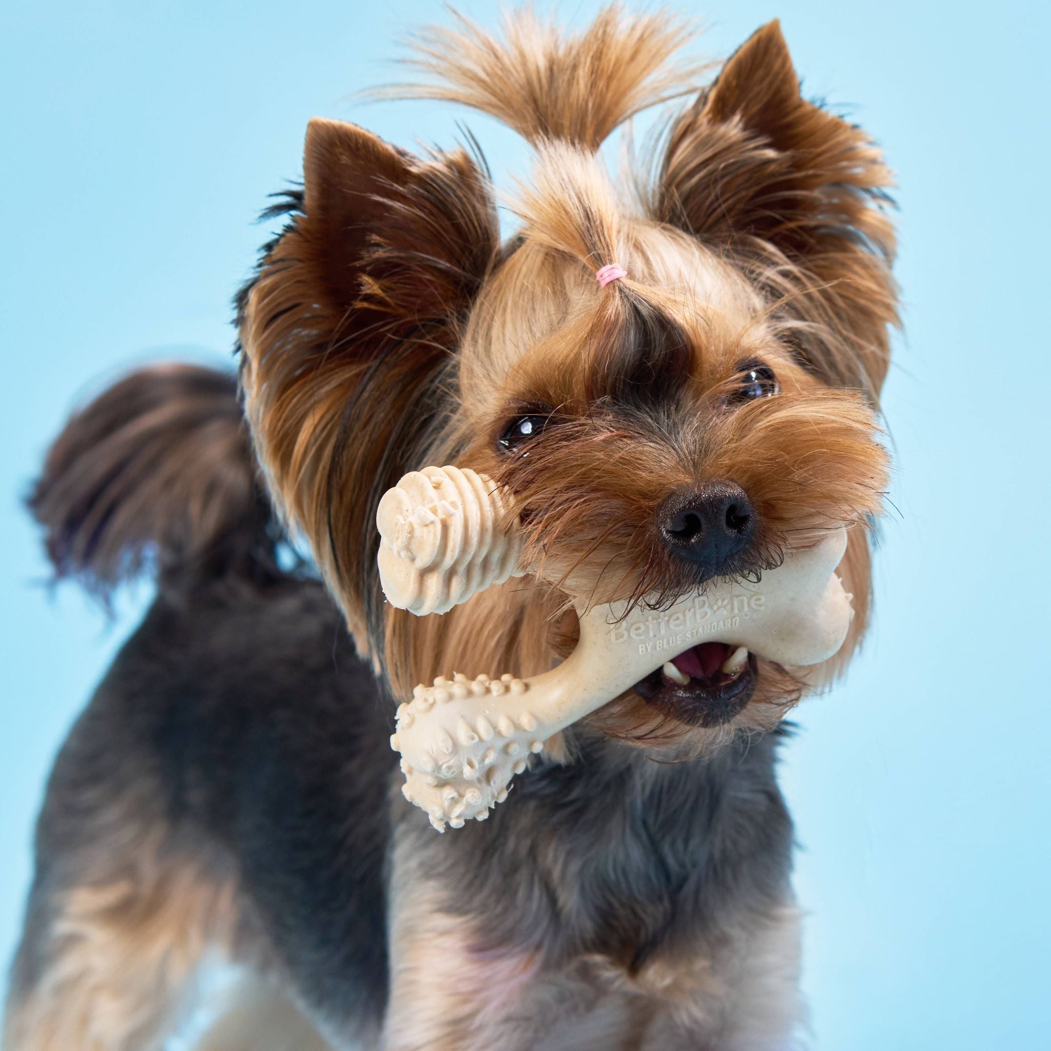 BetterBone Medium Beef - Perro usando BetterBone