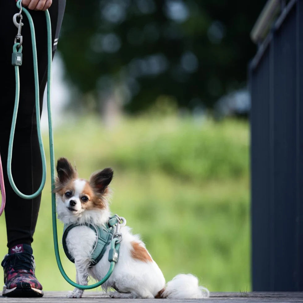 Correa Rope Leash Matrix 2.0 Jade Max & Molly para perros