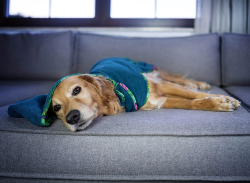Bathrobe Tropical Max & Molly para perros