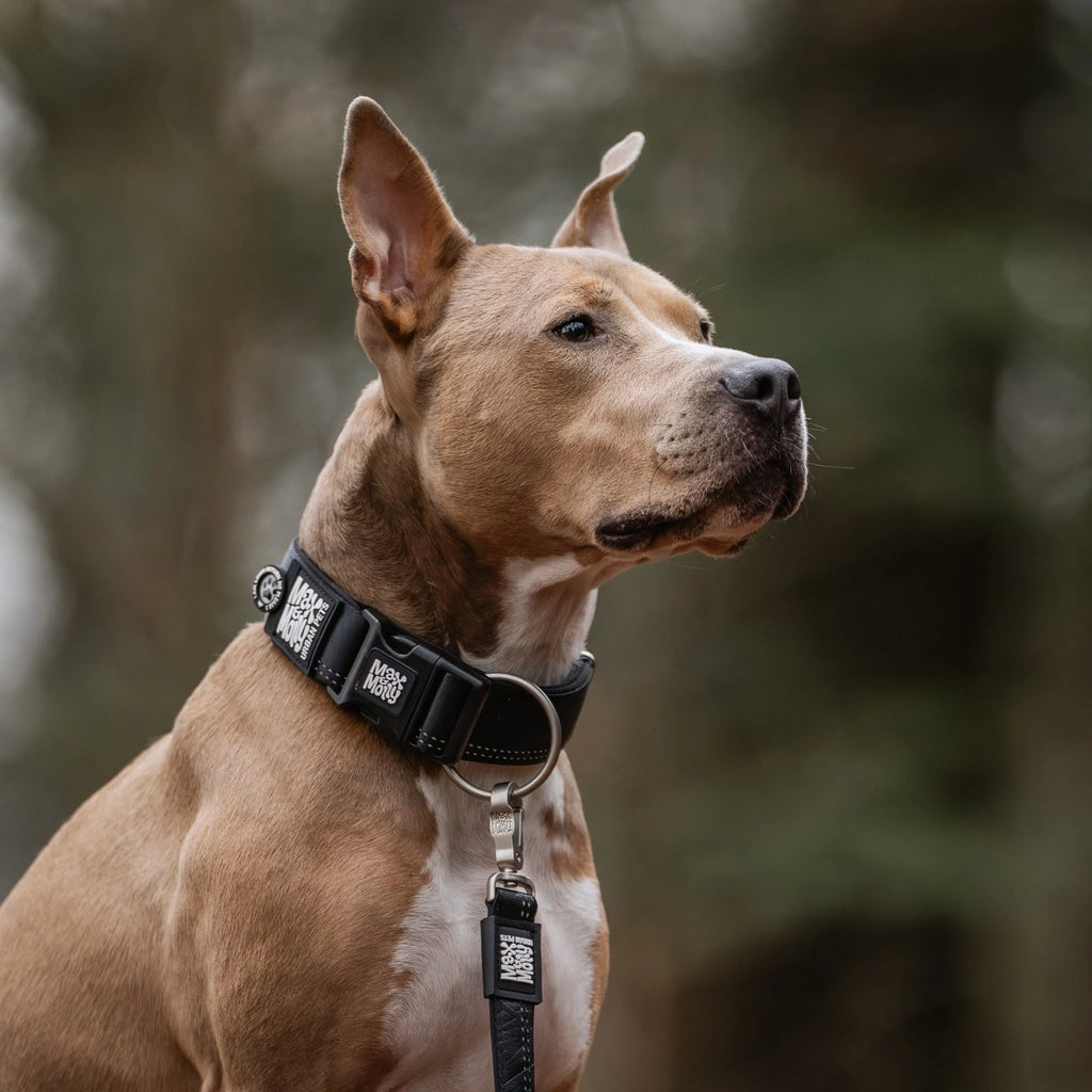 Collar Ancho Smart ID Matrix 2.0 Black Max & Molly para perros