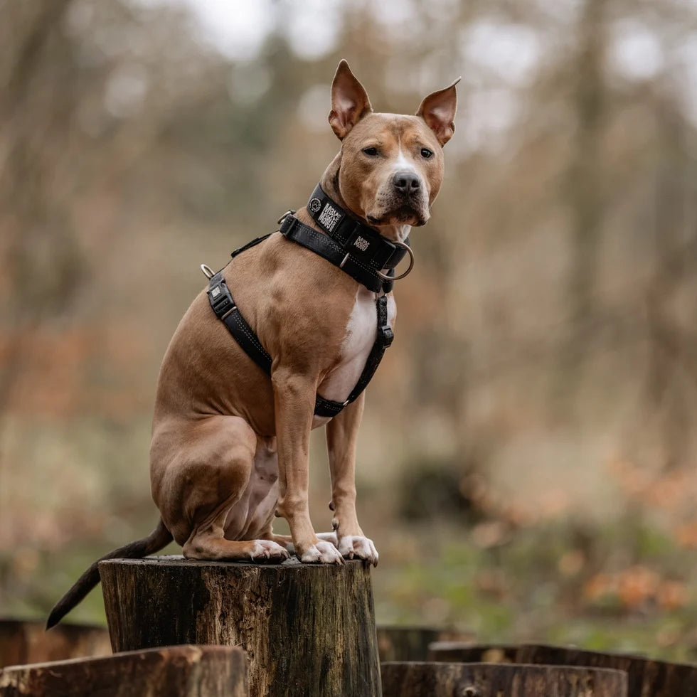 Arnés Comfort Matrix 2.0 Black para perros de Max & Molly
