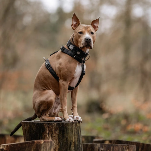 Arnés Comfort Matrix 2.0 Black para perros de Max & Molly