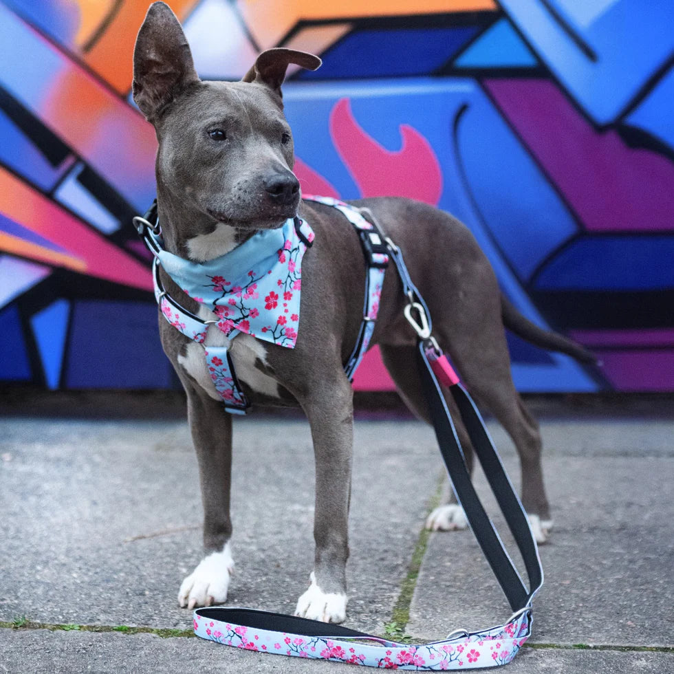 Bandana Cherry Bloom para perros Max & Molly