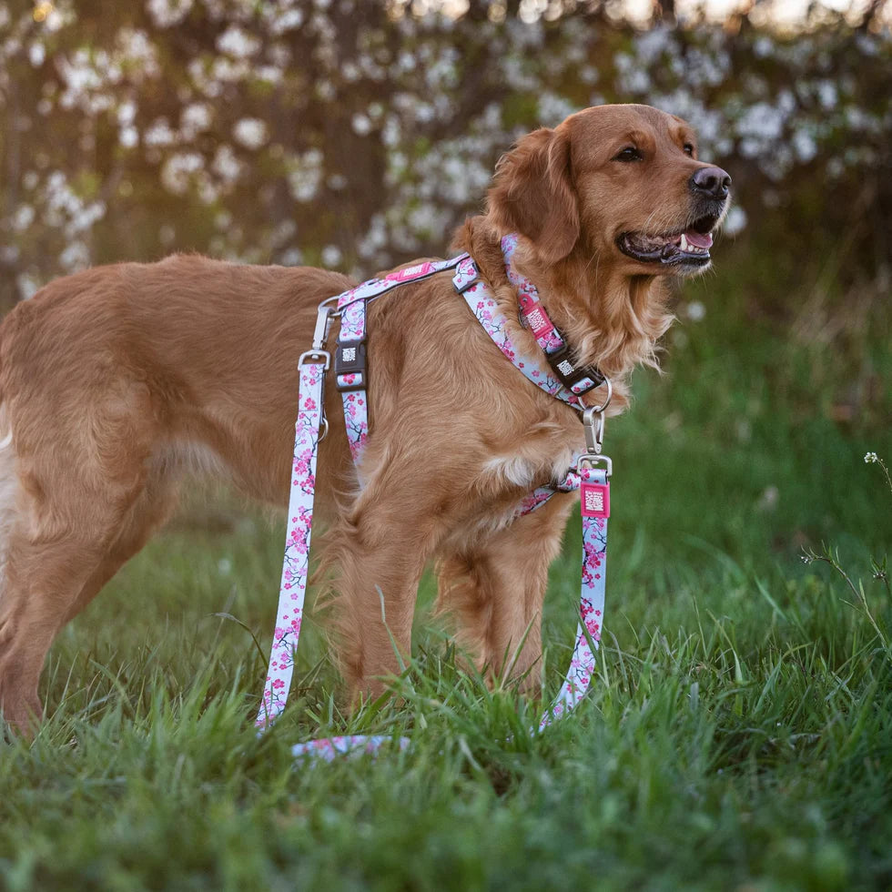 Arnés Cherry Bloom en H Max & Molly para perros