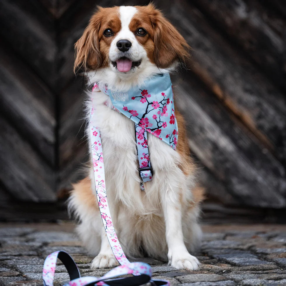 Arnés Cherry Bloom en H Max & Molly para perros