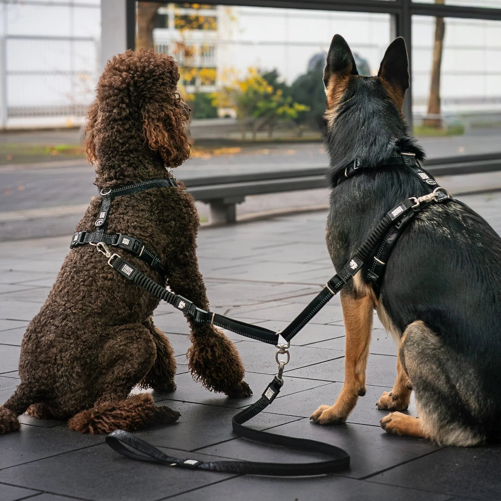 Double Leash - Matrix 2.0 Black