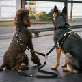Double Leash - Matrix 2.0 Sand