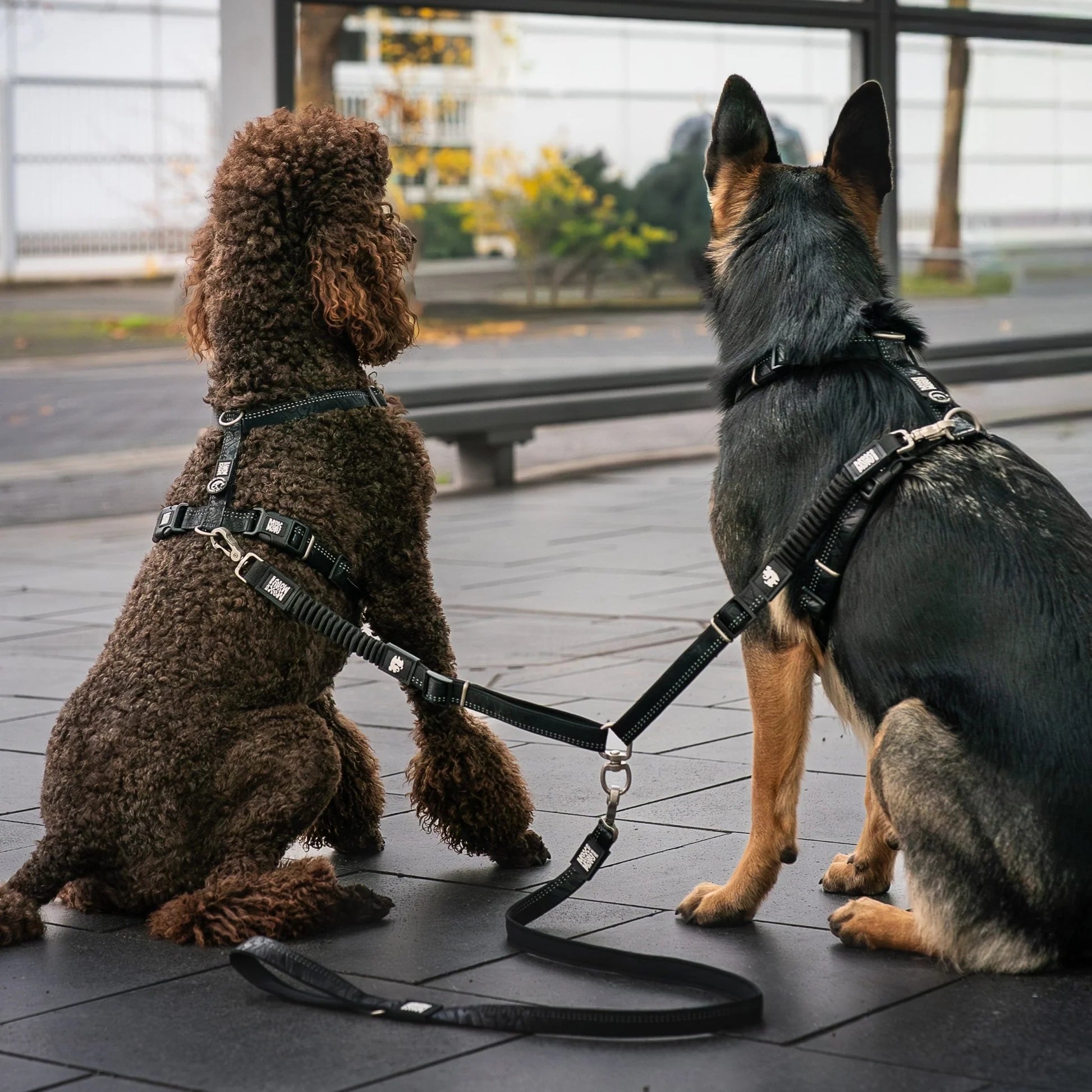 Double Leash - Matrix 2.0 Black