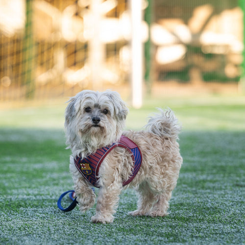 Arnés Air Vest FC Barcelona Max & Molly para perro pequeño, vista lateral