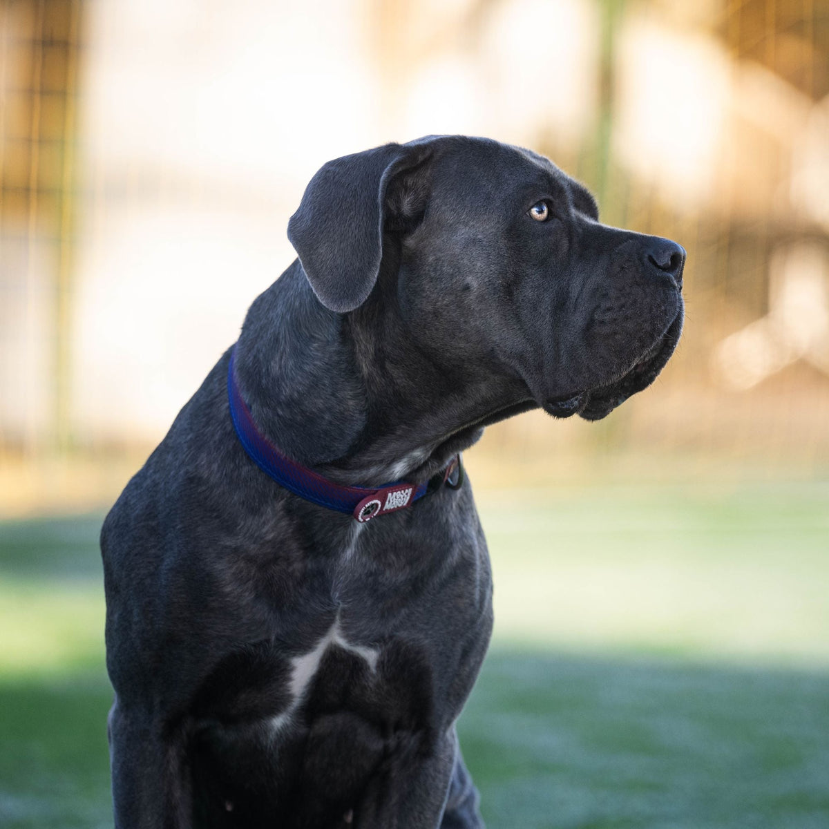 Perro con collar Smart ID FC Barcelona de Max & Molly