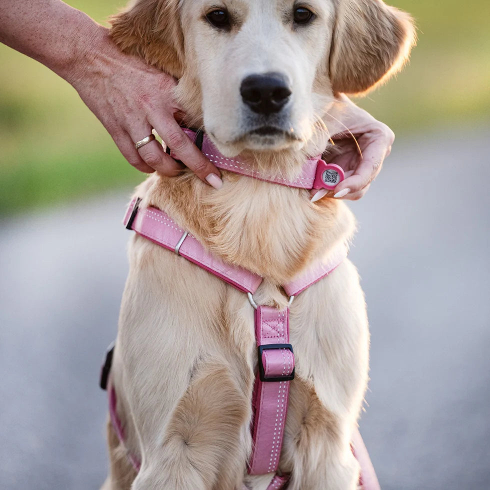 Collar Smart ID Matrix 2.0 Rose Max & Molly para perros