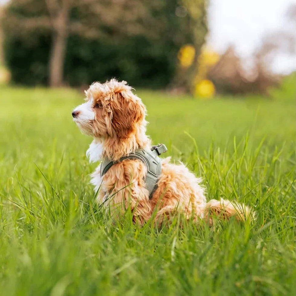 Arnes para perros Air Vest Smart ID Matrix 2.0 Jade Max & Molly