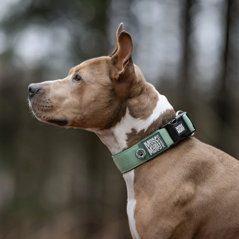 Collar Ancho Smart ID Matrix 2.0 Jade Max & Molly para perros