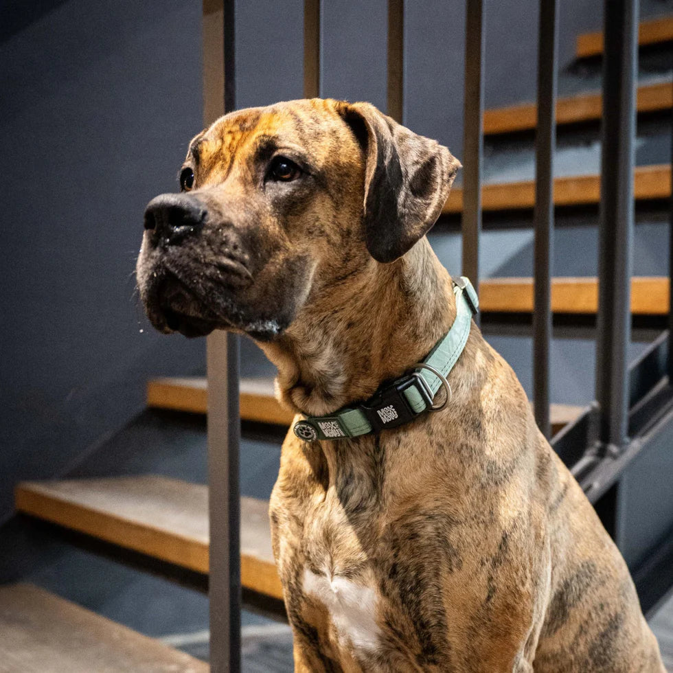 Collar Smart ID Matrix 2.0 Jade Max & Molly para perros