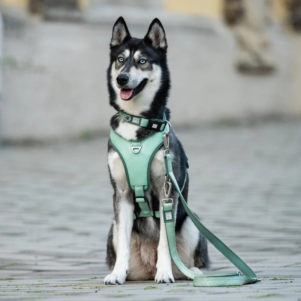 Detalle de la correa multifunción Matrix 2.0 Jade para perros