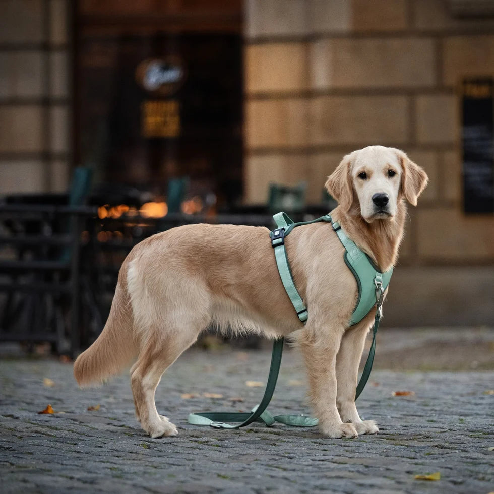 Arnés Sport Matrix 2.0 Jade para perros de Max & Molly