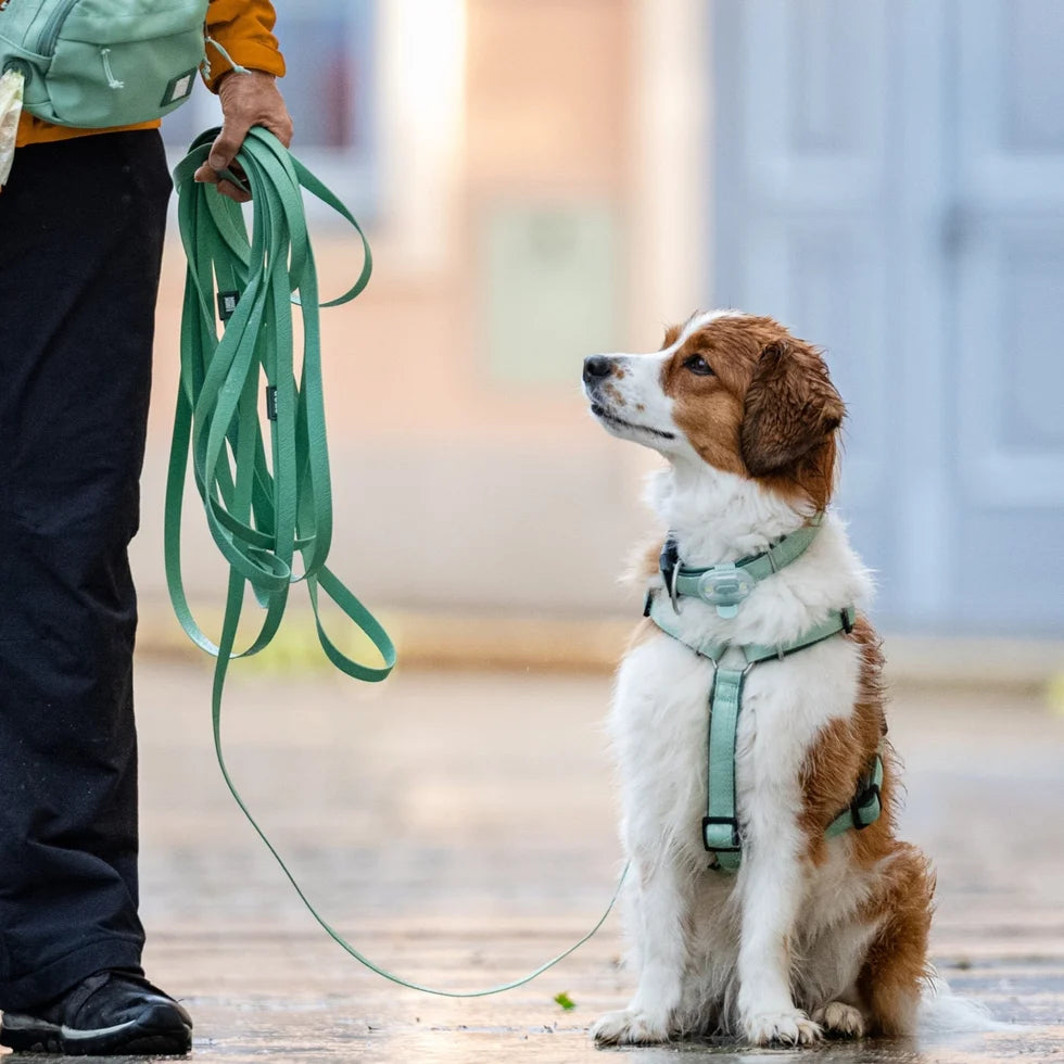 Arnés Comfort Matrix 2.0 Jade para perros de Max & Molly