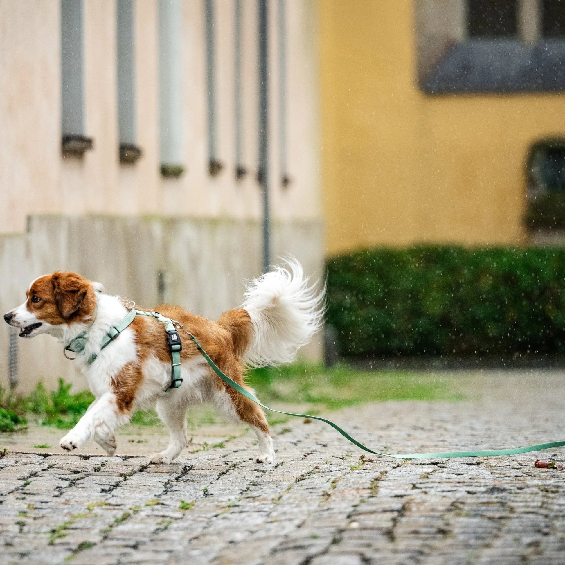 Tracking Leash with handle - Matrix 2.0 Jade
