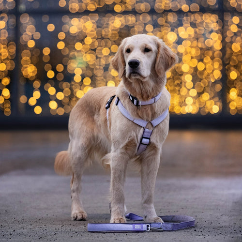 Arnés Comfort Matrix 2.0 Lavender para perros de Max & Molly