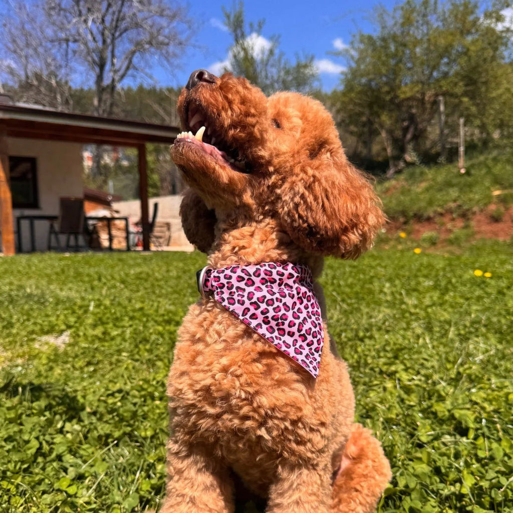 Bandana Leopard Pink para perros Max & Molly