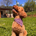 Bandana Leopard Pink para perros Max & Molly