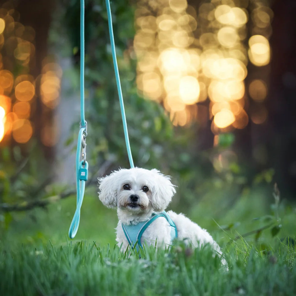 Correa Rope Leash Matrix 2.0 Turquoise Max & Molly para perros 3 metros