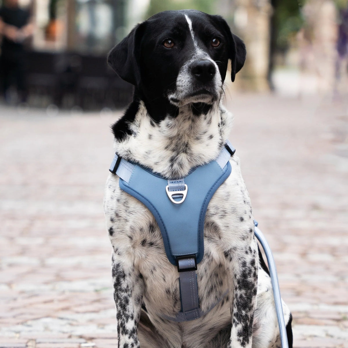 Arnés Sport Matrix 2.0 Ocean para perros de Max & Molly