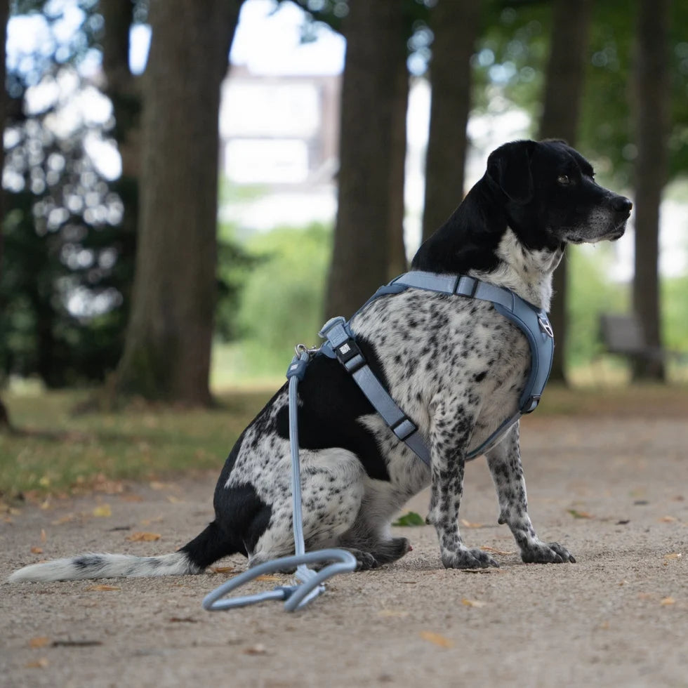 Arnés Sport Matrix 2.0 Ocean para perros de Max & Molly