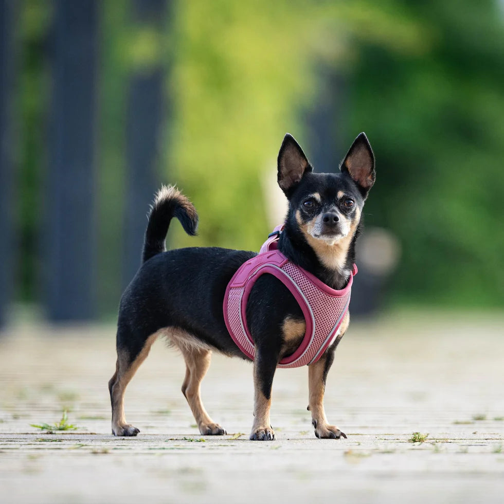 Arnés Air Vest Matrix 2.0 Rose para perros de Max & Molly