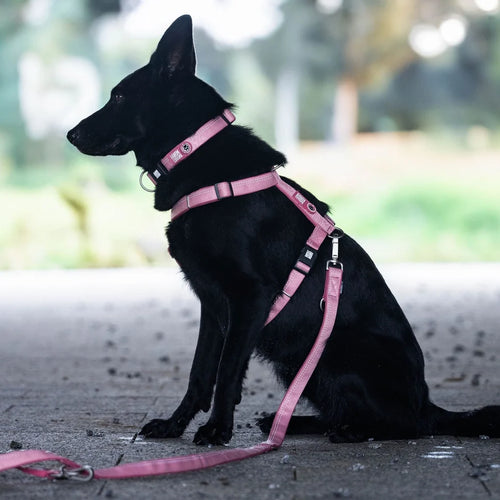 Arnés Comfort Matrix 2.0 Rose para perros de Max & Molly