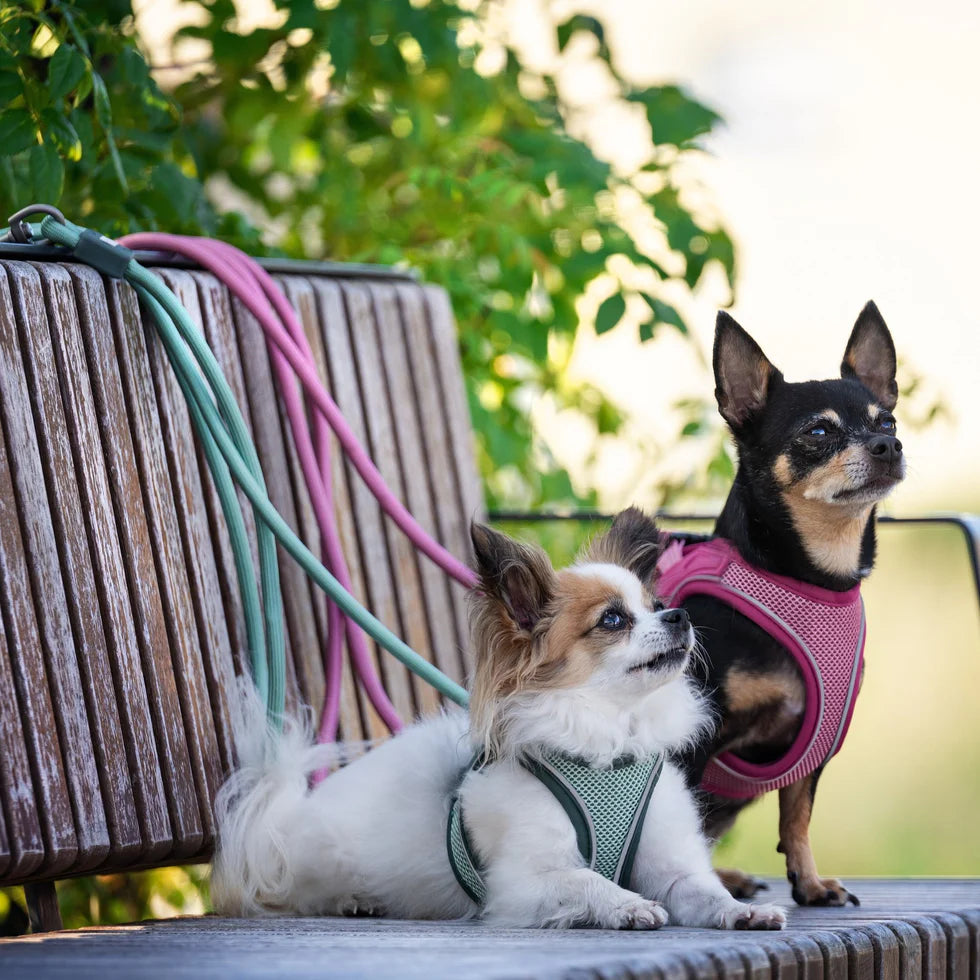 Correa Rope Leash Matrix 2.0 Jade Max & Molly para perros 3 metros