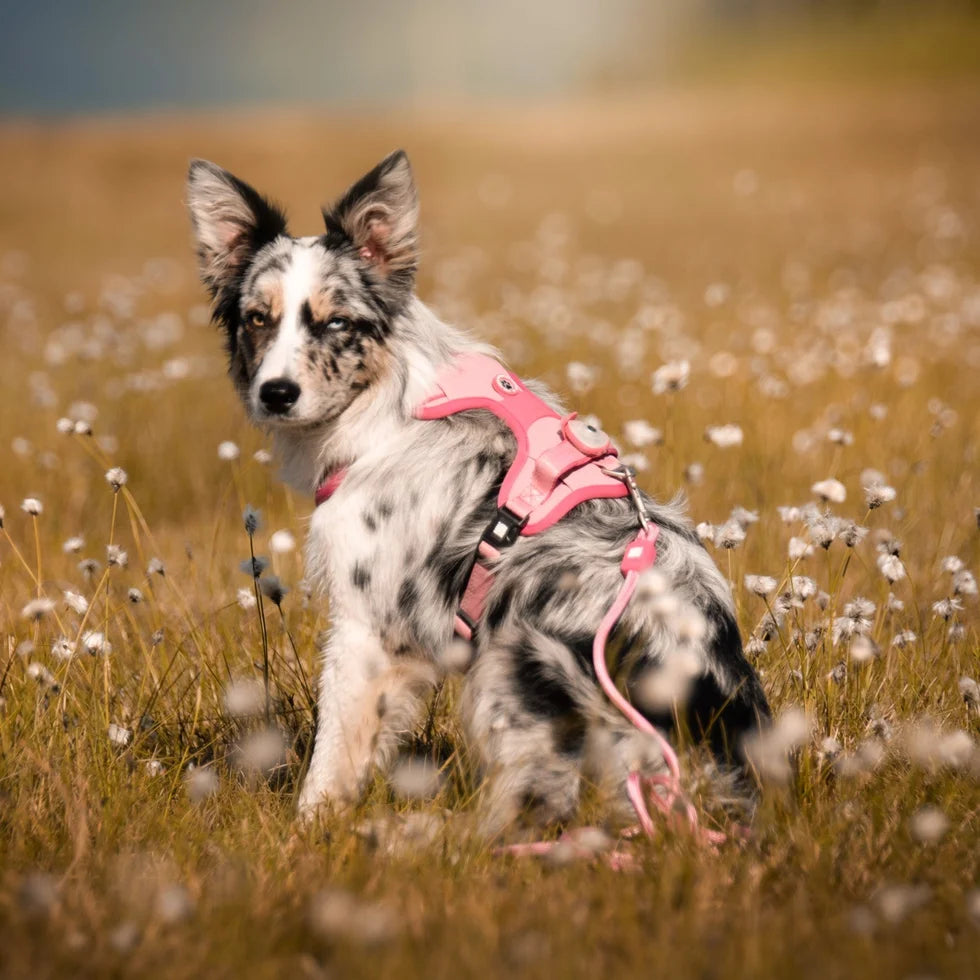 Arnés Sport Matrix 2.0 Rose para perros de Max & Molly