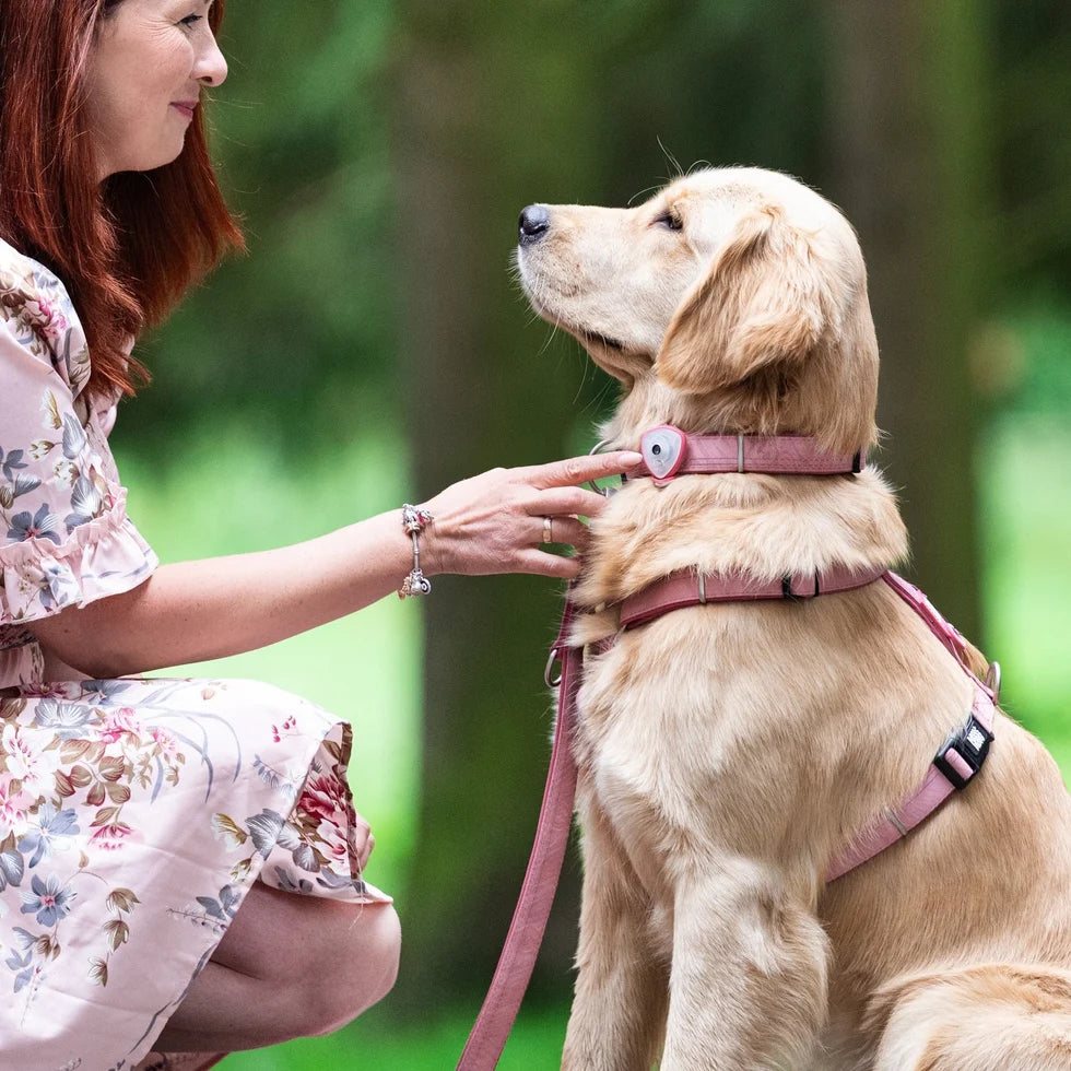 Detalle del arnés Comfort Matrix 2.0 Rose para perros de Max & Molly