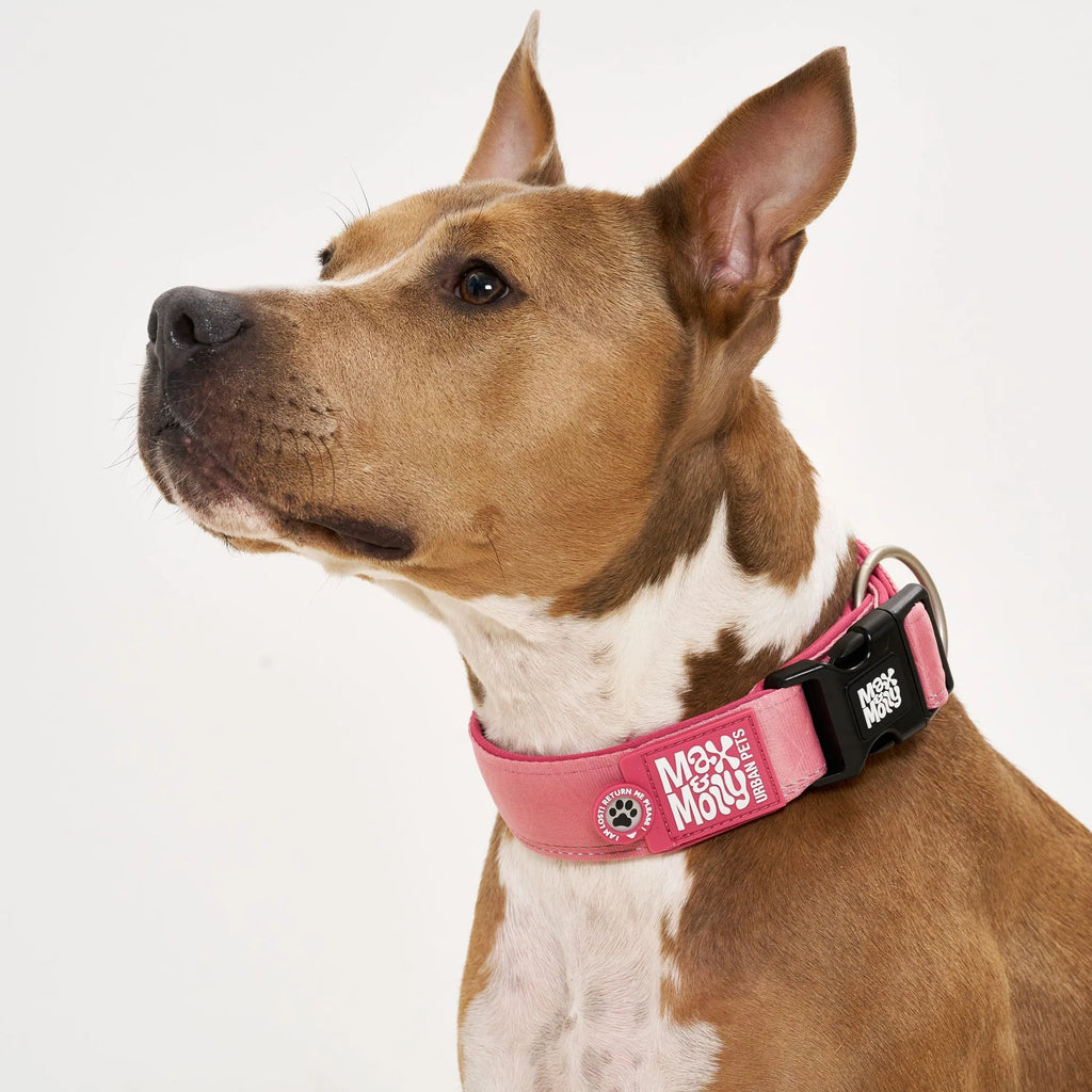 Collar Ancho Smart ID Matrix 2.0 Rose Max & Molly para perros