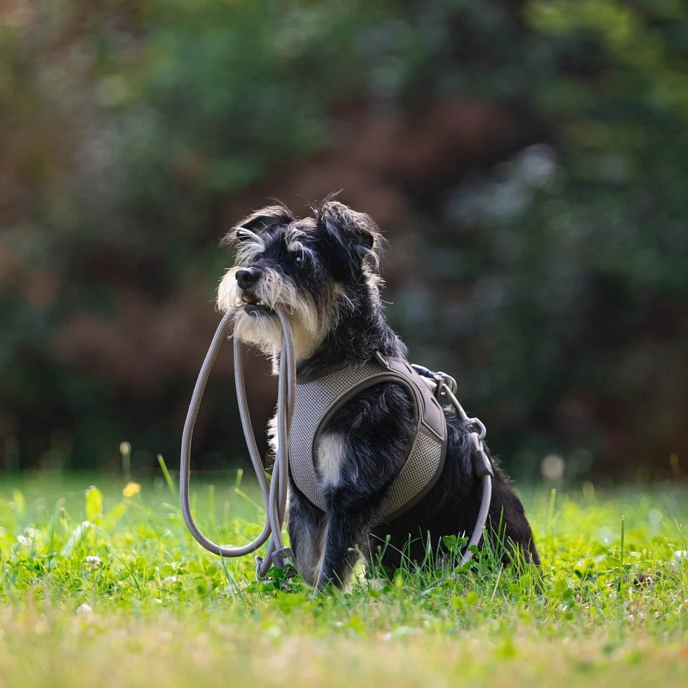 Arnes para perros Air Vest Smart ID Matrix 2.0 Sand Max & Molly
