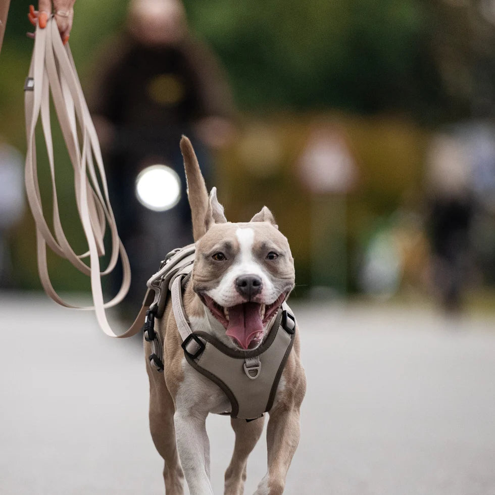Tracking Leash - Matrix 2.0 Sand