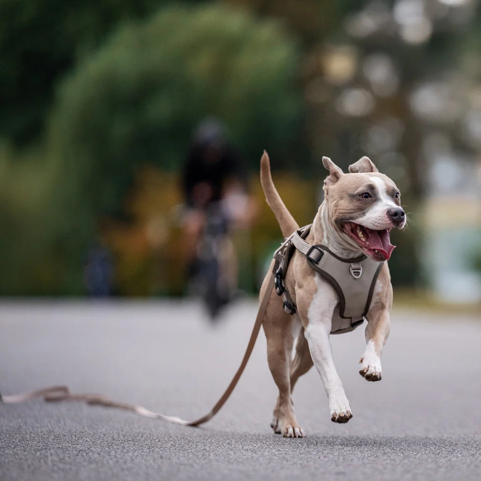 Tracking Leash with handle - Matrix 2.0 Sand