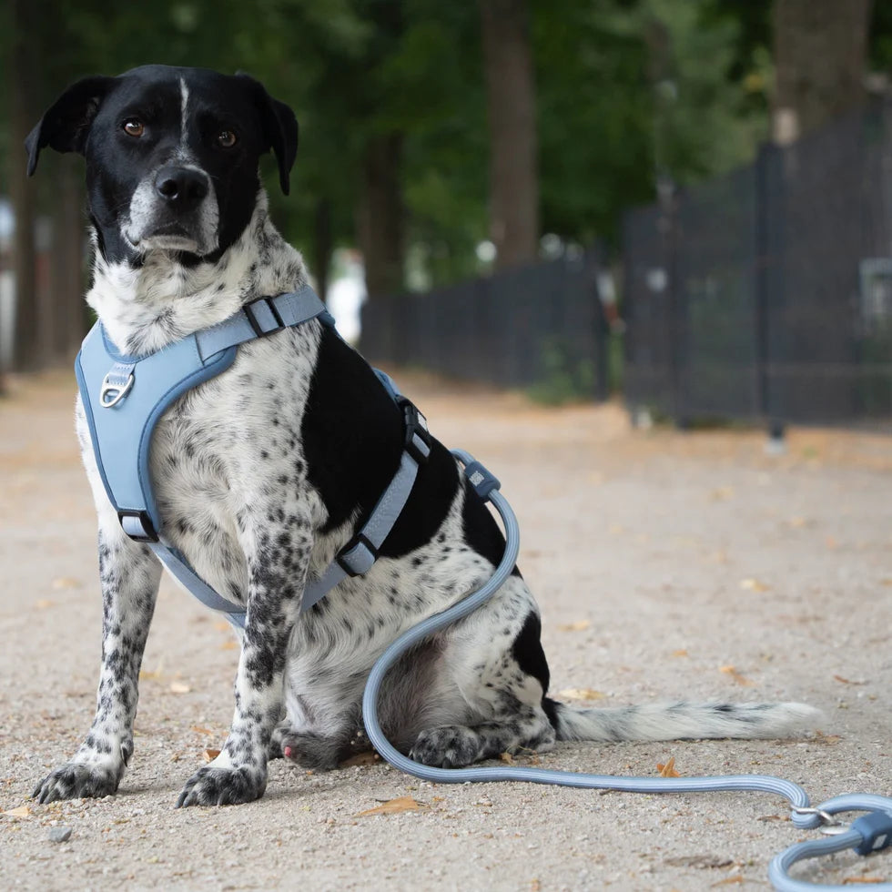 Correa Rope Leash Matrix 2.0 Ocean Max & Molly para perros 3 metros